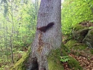 Eichhoernchen (in Triberg!)