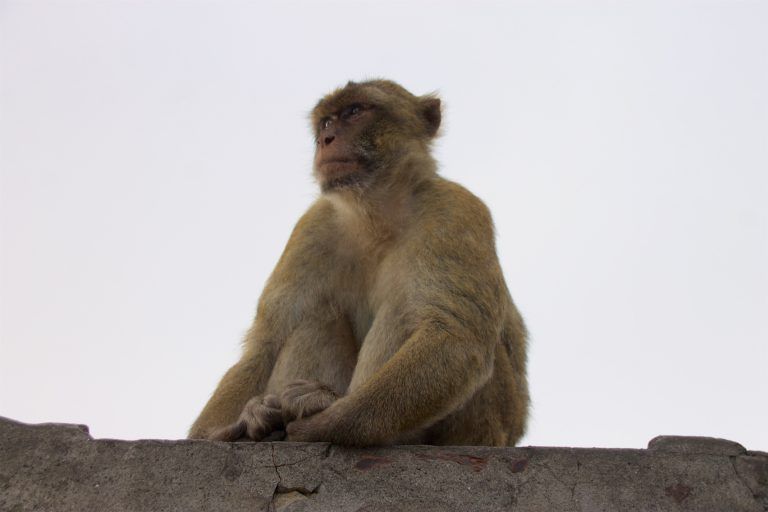 Affe