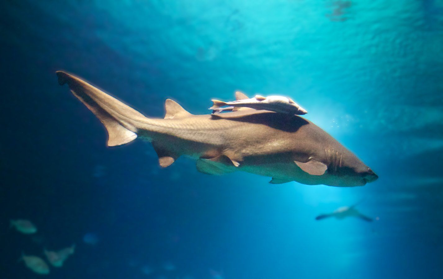 Hai mit Jungtieren im L'Oceanogràfic