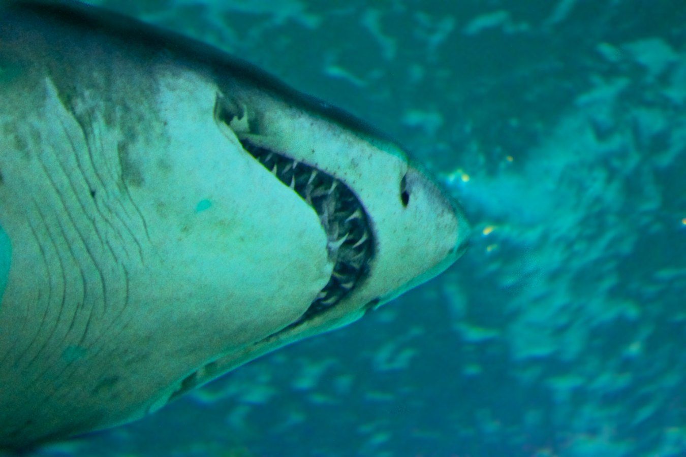 Und der Haifisch, der hat Zähne…