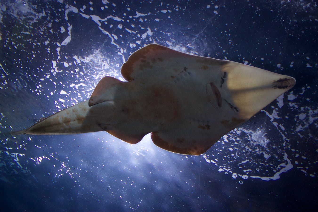 Rochen im Oceanogràfic