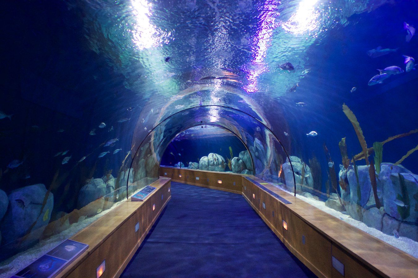 Unterwassertunnel im Oceanogràfic