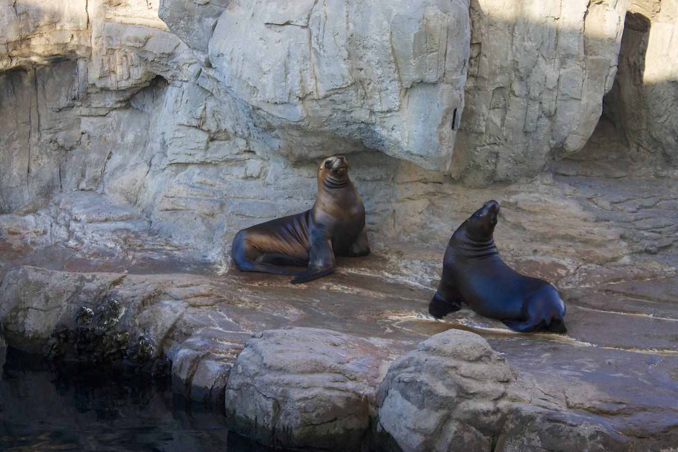 Seelöwen im Oceanogràfic